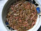 Nereididae_in_Cuisine_of_Vietnam_2.webp