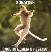 77092c09b562a9deb33058bf69014c7a.webp