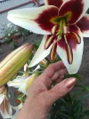 IMG_20230815_134115.webp