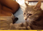5655351_942d1ee5aaa36772bf220721eb6622b9_800.gif