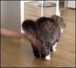 PLSu.gif