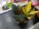 IMG_20240305_184116.webp