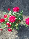IMG_20230720_181720.webp
