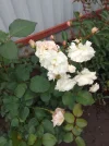 IMG_20230815_134345.webp