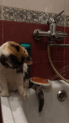 IMG_1215.gif