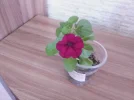IMG_20240423_180453.webp