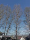 IMG_20240511_112324.webp
