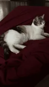 3B2D0447-C748-4331-BBAD-4DE37CD3500E.webp