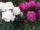 IMG_20240625_161044.webp