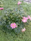 IMG_20240628_183708.webp