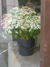 IMG_20240702_094142.webp