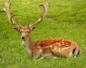 nature-forest-meadow-male-fipp.webp