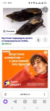 Screenshot_2025-03-15-17-02-01-45_21da60175e70af211acc4f26191b7a77.webp