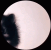 IMG_7388.gif
