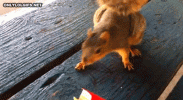 IMG_7389.gif