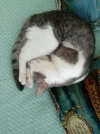 1743094531.webp