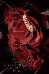 52f1a7b433b967900083033928768bcc.gif