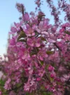 IMG_20250419_190000.webp
