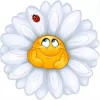 romashka-ulybaetsia-3.webp
