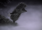 2debdf15cd13391f36e6977fa903fb74.gif