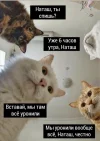 mem_s_kotami_fc9dd6ee5d.webp