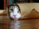 754533026_preview_cat1.webp