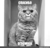 c6f3098287b8e72b542eceb73403bbdf.webp