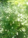IMG_20250601_132258.webp