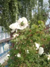 IMG_20250605_141927_395.webp