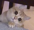cat2.webp