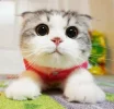 c7c3a17c3385b14fde4af2062592dcf3.webp