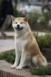 avatar_blog_hatiko.webp