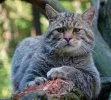 Дикий кот.webp