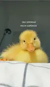 defb8c266e31293a3b04f00b953101ff.webp