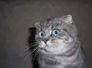60c9b6ef3891e36e01e25bc8d77ddd17.webp