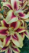 IMG_20250720_183654.webp