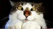 i.webp