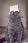 Без названия.webp