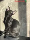1754314133161.webp