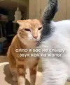 a35c8a4aa8f4e0d50d6f1fa606db888c.webp