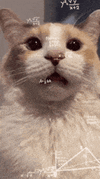 cat-cat-math.gif