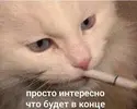 just-wondering-whats-at-the-end.webp