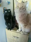 1754643480.webp