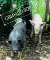 Screenshot_20250805_060345_Photo Editor.webp