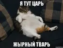 memi-klev-club-jr4w-p-memi-zhirnii-kotik-34.webp