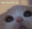 197e6f1bba95c22df1c9103a5d7c1160.webp