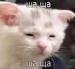 8d0f6f3c81ca457afb452f9d112898a6.webp