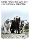 pan6zfg4.webp