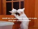1acba8eba93ca5219d18e22ef7c40ace.webp