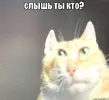 e85db4ce8d7b17c55855659025db2504.webp